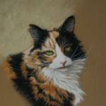 Tortie Cat