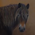 Exmoor Pony Mare