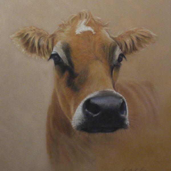 Jersey Cow