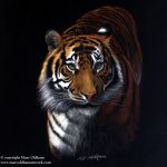 On the Prowl