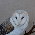 Barn owl 