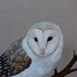 Barn owl 