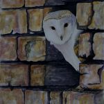 Barn owl
