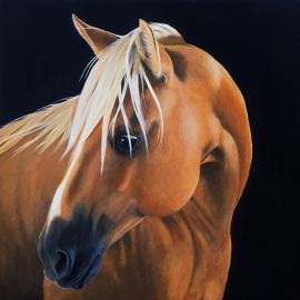 Palomino