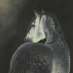 The Lusitano